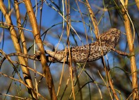 /album/camale%c3%a3o%20-%20ex%20libris%20da%20mata%20de%20vrsa%20e%20monte%20gordo/dsc-6312-copy-jpg/